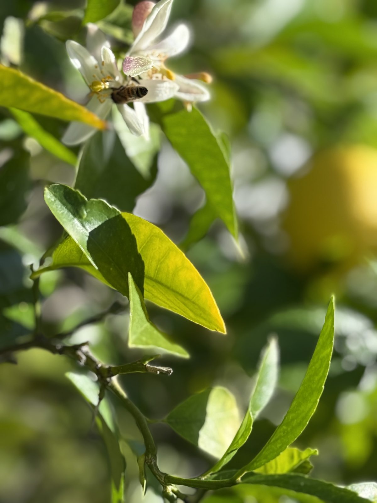 Bee Haven 3