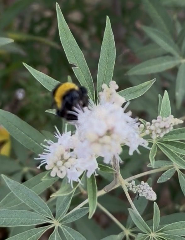 Bee Haven 4