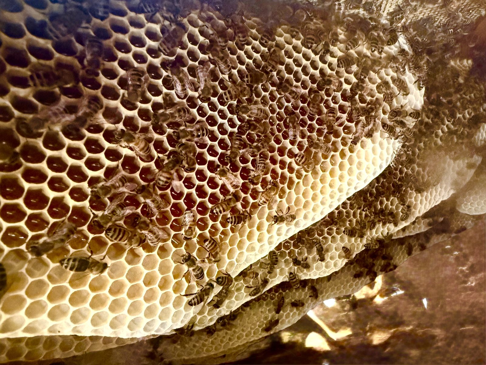Bee Haven